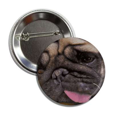 pug close up button