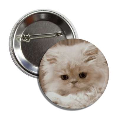 white kitten cute button