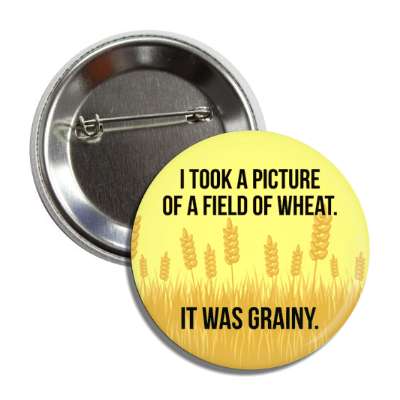 i took a picture of a field of wheat it was grainy button
